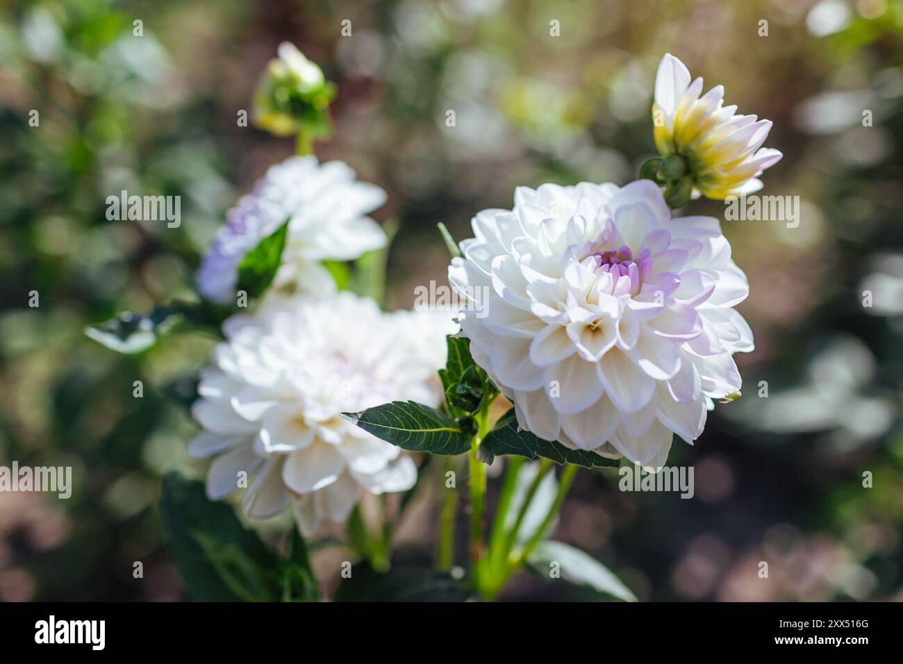 Nahaufnahme der weißen Dahlien-Eveline-Blüten, die im Sommergarten blühen. Hintergrund der Blumenlandschaft Stockfoto