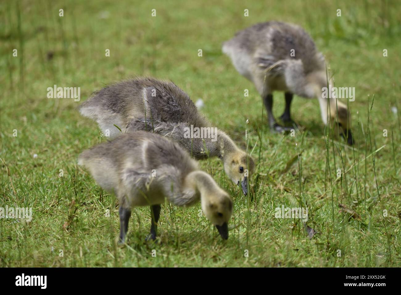 Nahaufnahme von 3 Kanadiengänsen (Branta canadensis) nebeneinander, die im Juni in einem Park in Großbritannien im rechten Profil auf kurzem Gras auf der Suche sind Stockfoto