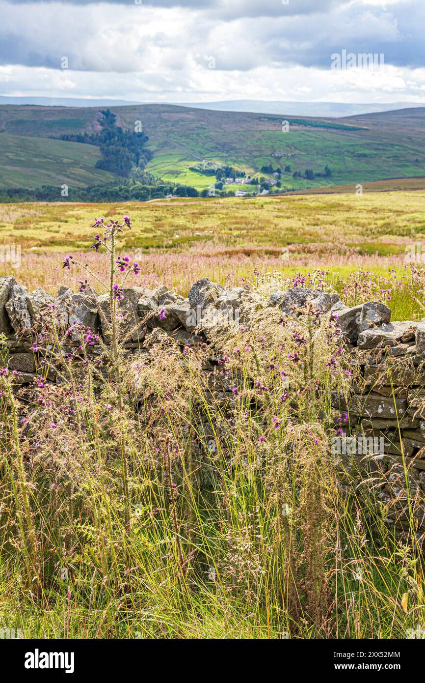 Marschdistel Cirsium palustre L Scop. Wächst in einer Höhe von 600 Metern neben einer Trockenmauer auf den Pennines bei Nenthead, Cumbria, England, Großbritannien Stockfoto