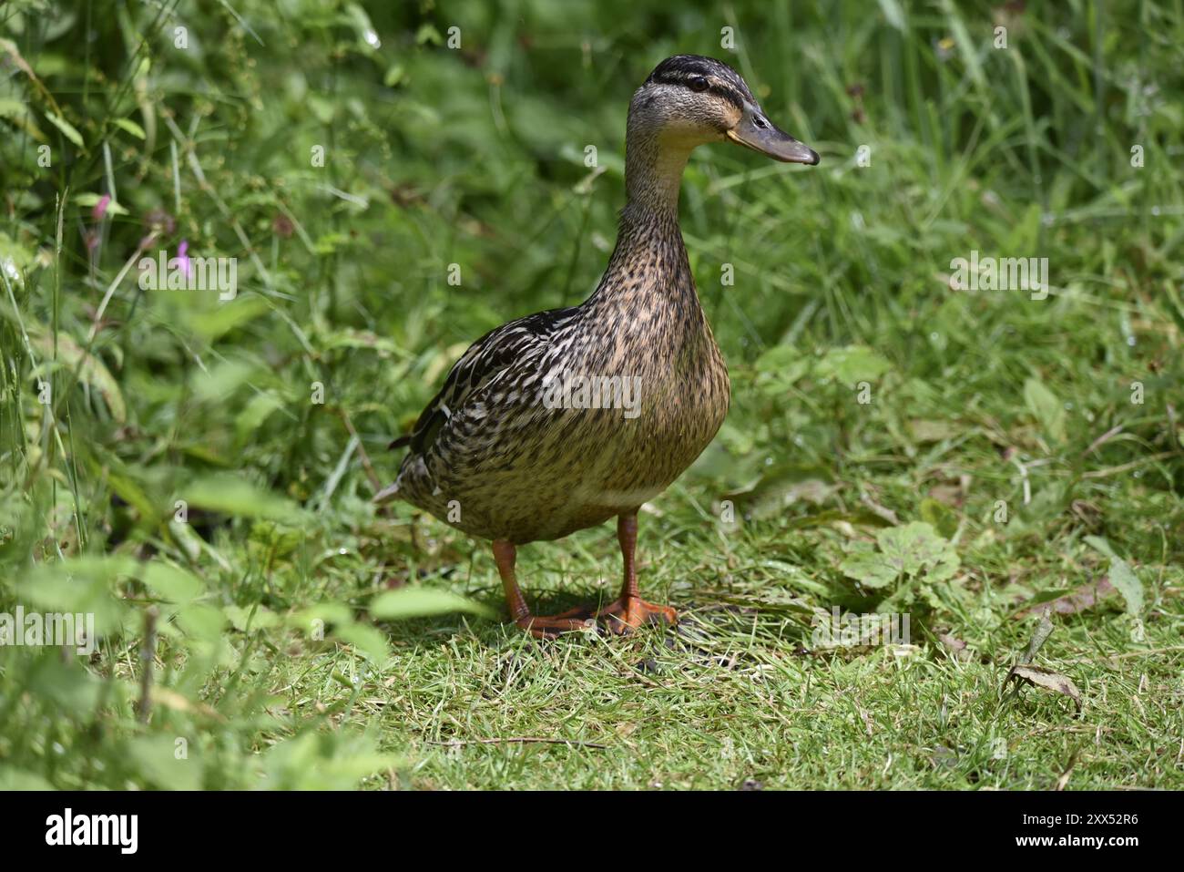 Porträt einer weiblichen Mallard (Anas platyrhynchos), die in Richtung Kamera in der Sonne geht, mit dem Kopf nach rechts gedreht und dem sonnenbeleuchteten Auge, Großbritannien Stockfoto