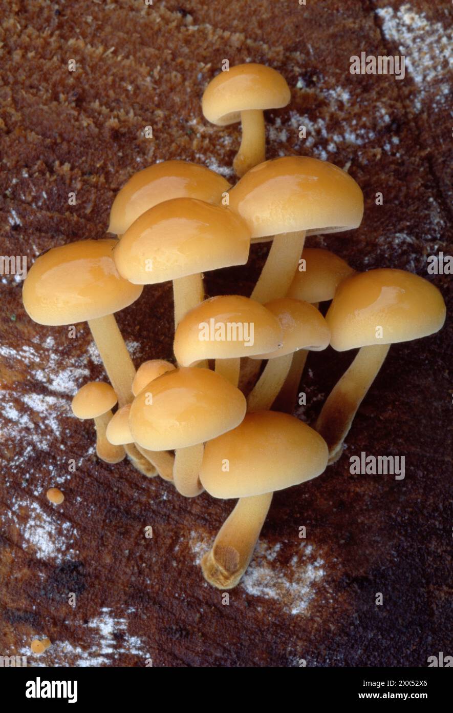 Samtschaftenpilze / Winterpilze (Flammulina velutipes) Büschel junger Exemplare, die auf totem Ulmenholz wachsen, Berwickshire, Scottish Borders, Schottland, Stockfoto