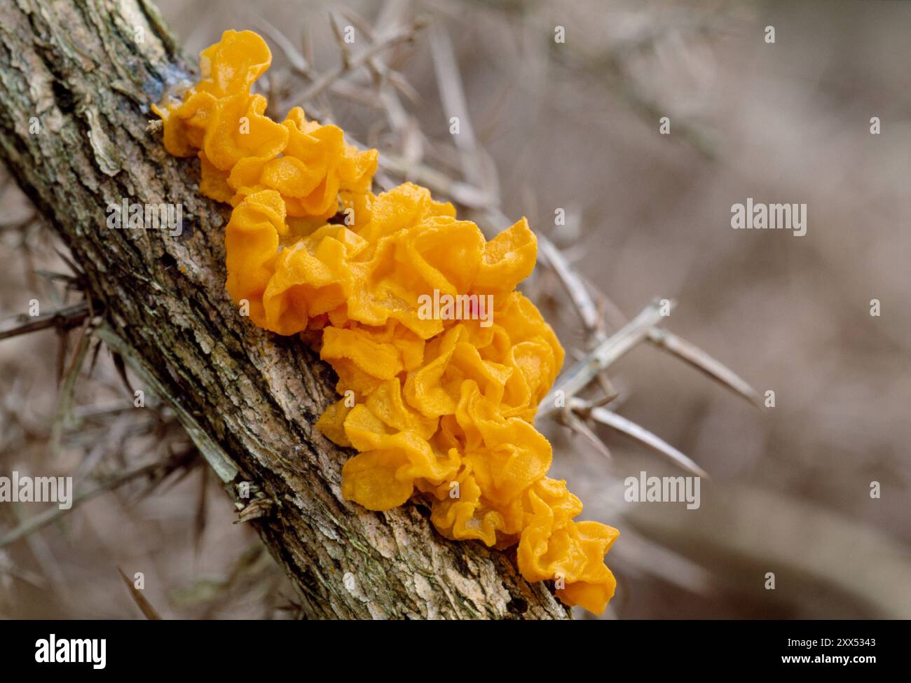 Hexen Butterpilze (Tremella mesenterica) wachsen massenhaft auf dem freiliegenden Stamm eines Ginsterstrauchs (Ulex europaeus), North Northumberland, England. Stockfoto