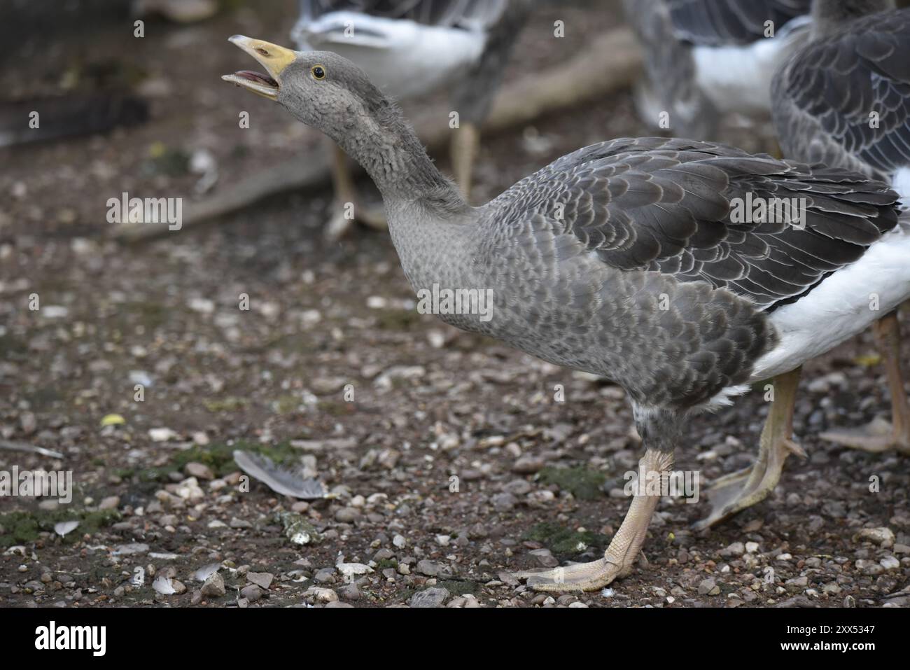 Vordergrundbild einer Honking Greylag Goose (Anser anser) im linken Profil, aufgenommen in einem Naturschutzgebiet in Staffordshire, Großbritannien im Sommer Stockfoto