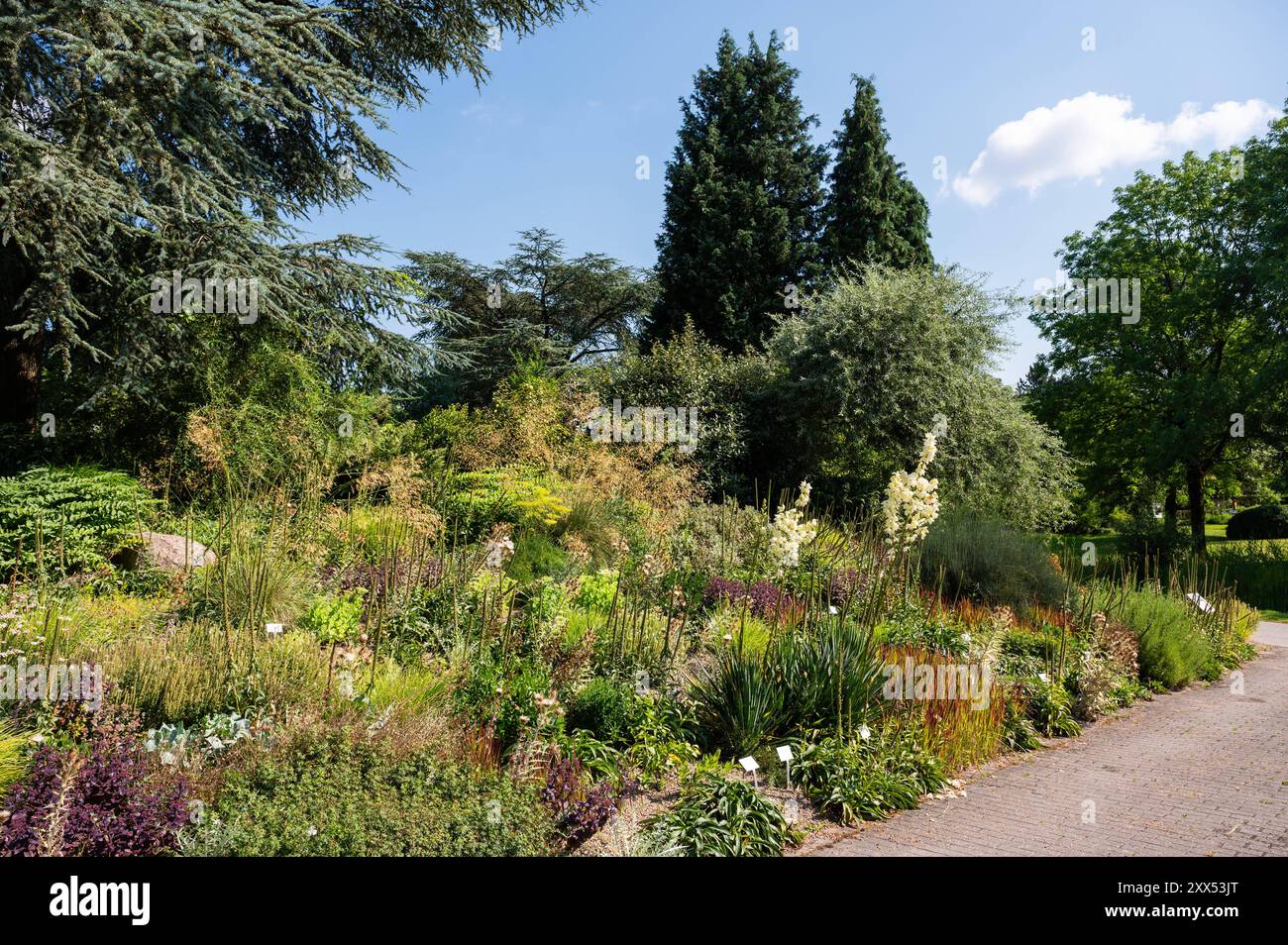 Der Botanische Garten der Universität, der Loki Schmidt Garten in Altona Hamburg, Deutschland Stockfoto