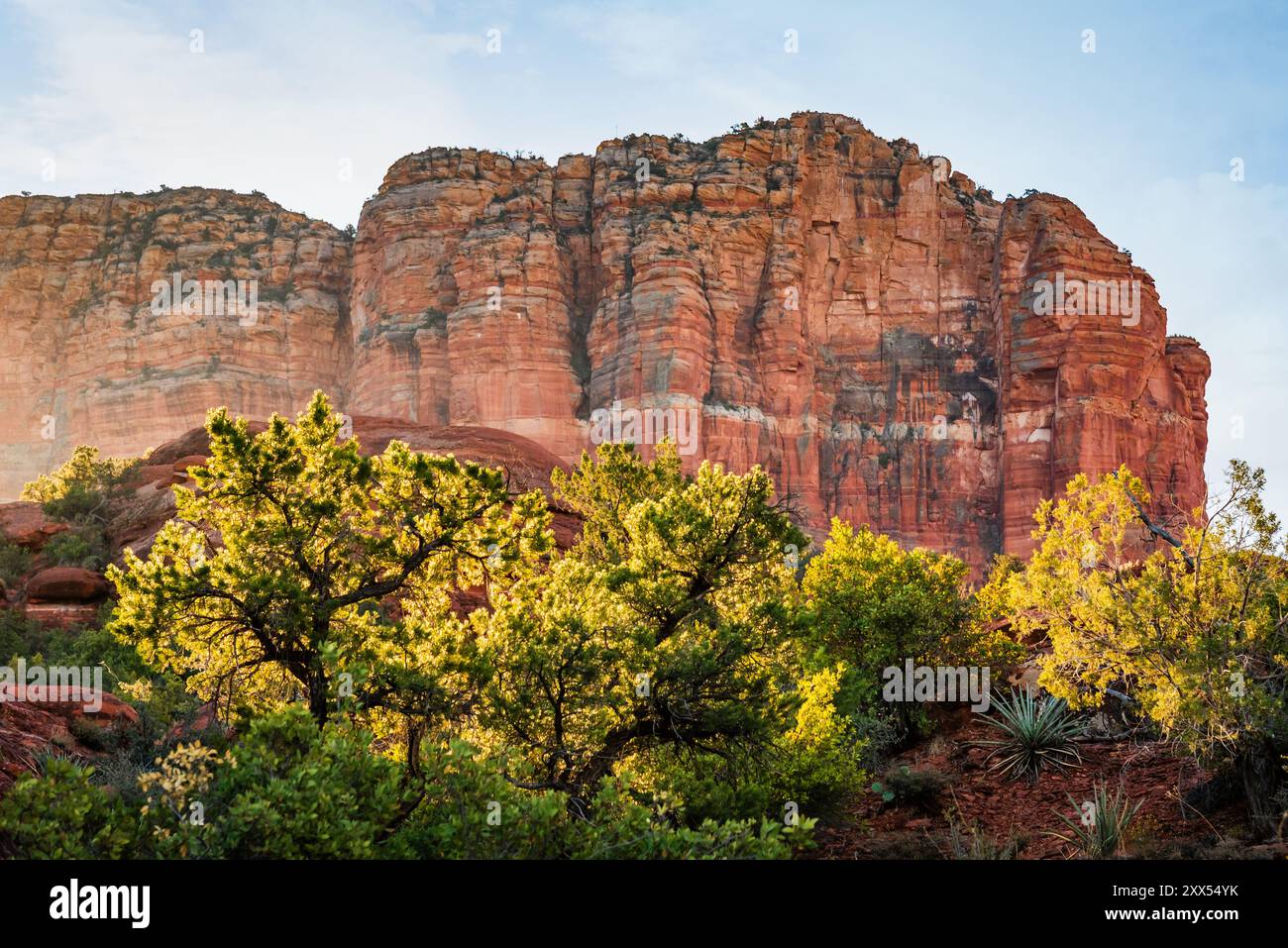 Blick auf den Munds Mountain mit Bäumen bei Sonnenaufgang in Sedona, Arizona, USA. Stockfoto