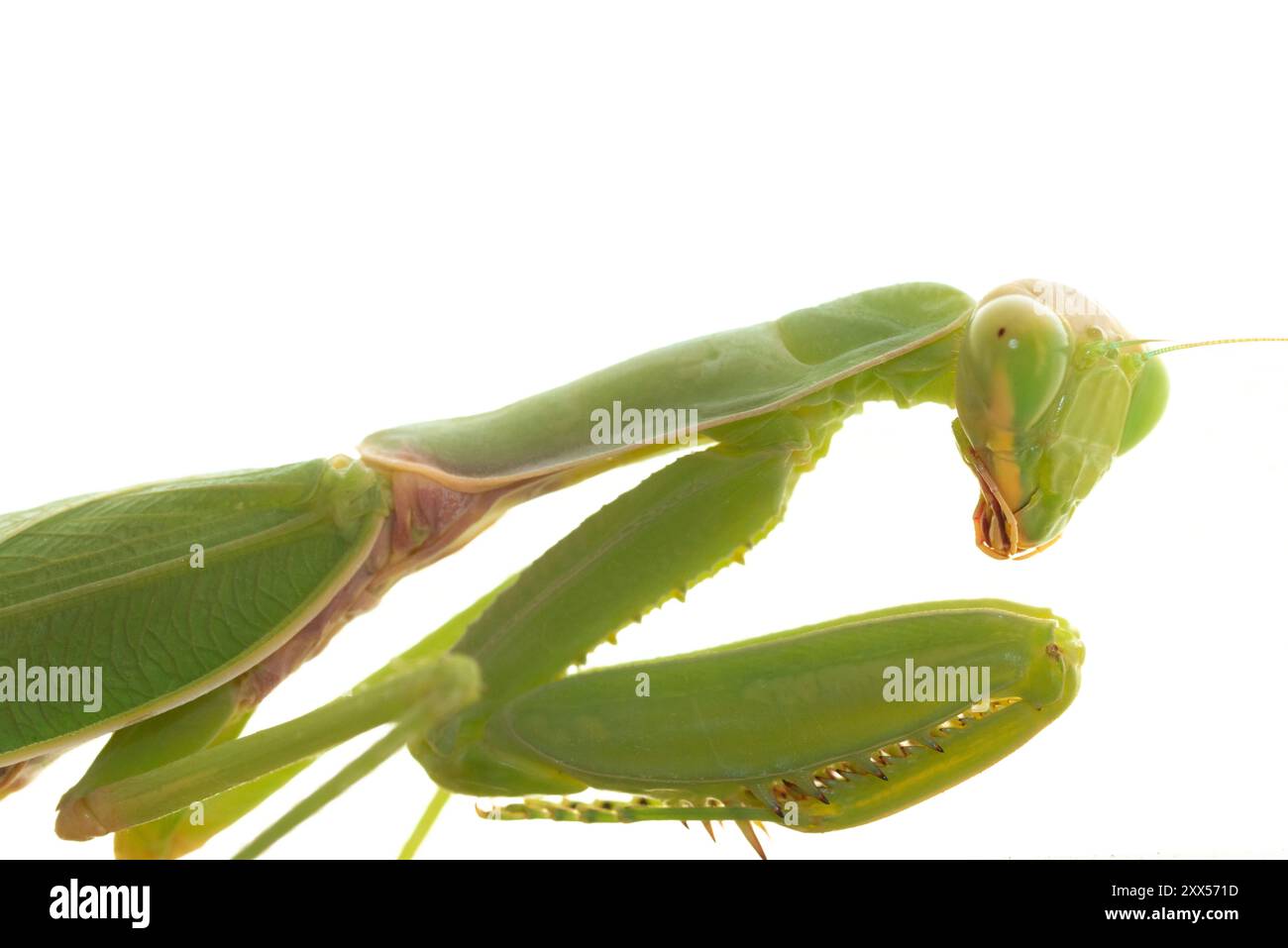 Italien, Lombardei, Nahaufnahme Betende Gottesanbeterin Stockfoto