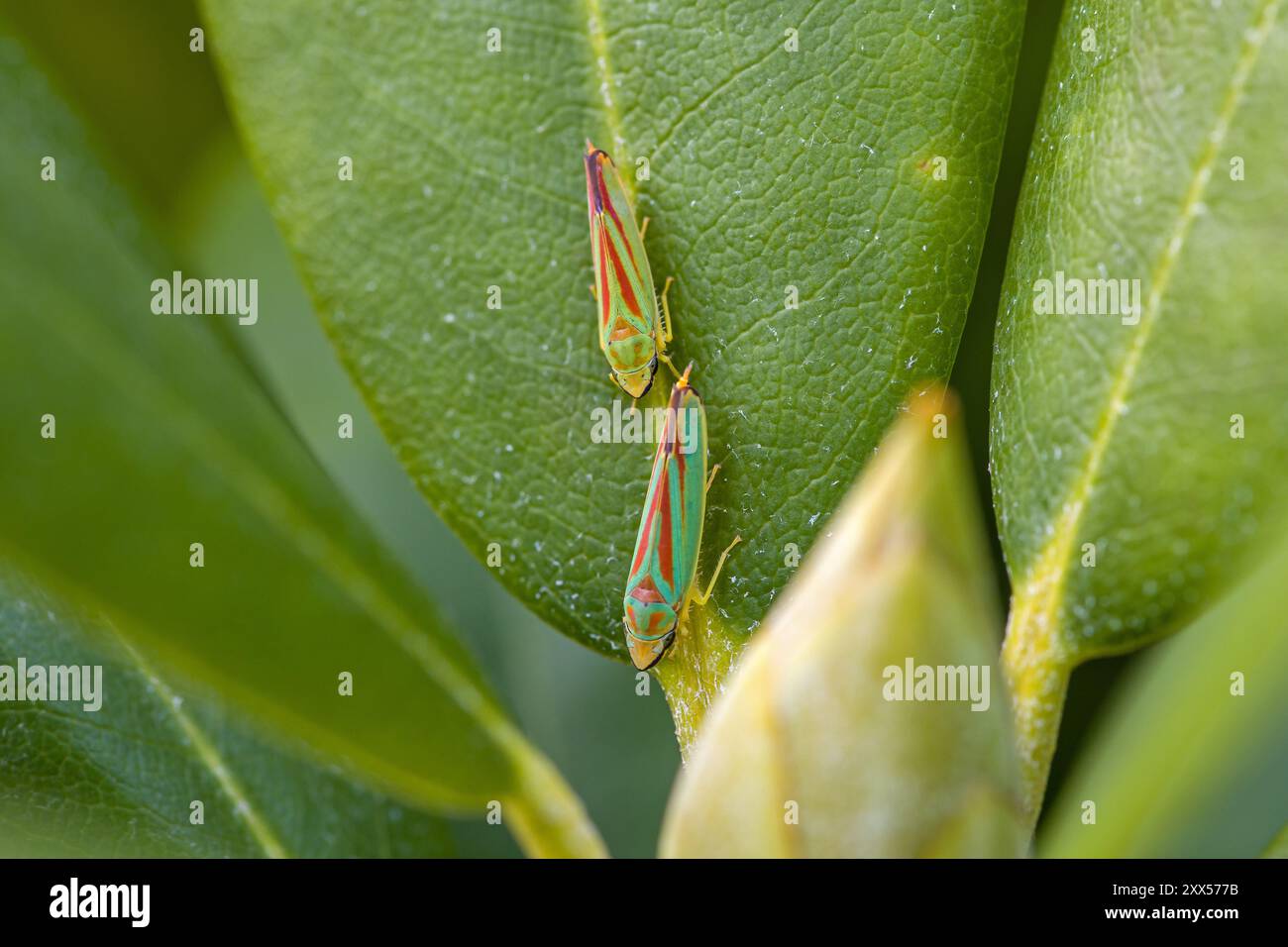 Zwei grüne rote Rhododendron-Blatttüpfer hintereinander auf einem grünen Blatt, von oben gesehen mit einer Rhododendron-Knospe Stockfoto