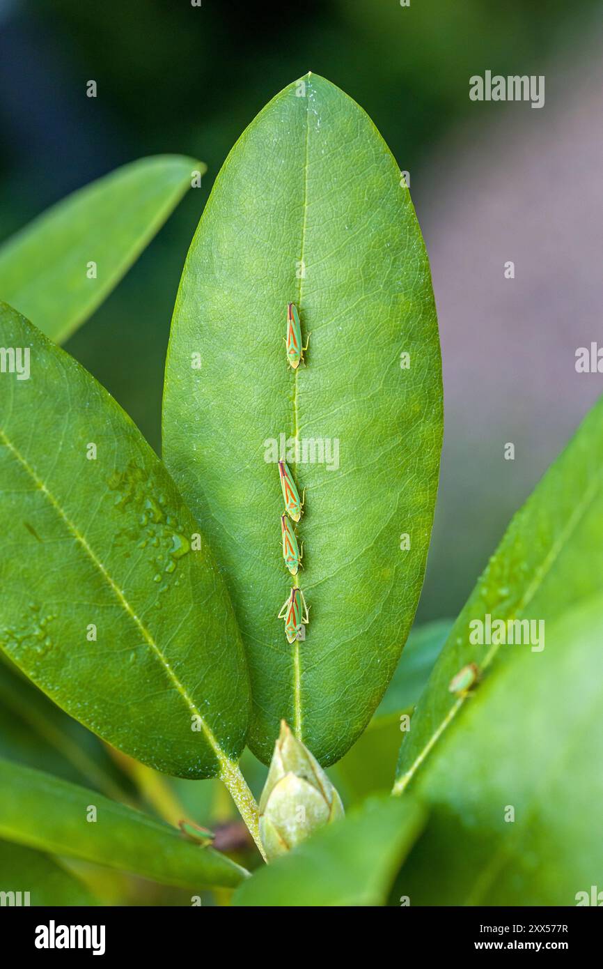 Vier grün-rote Rhododendron-Blattrichter hintereinander auf einem grünen Blatt, von oben gesehen mit einer Rhododendron-Knospe Stockfoto