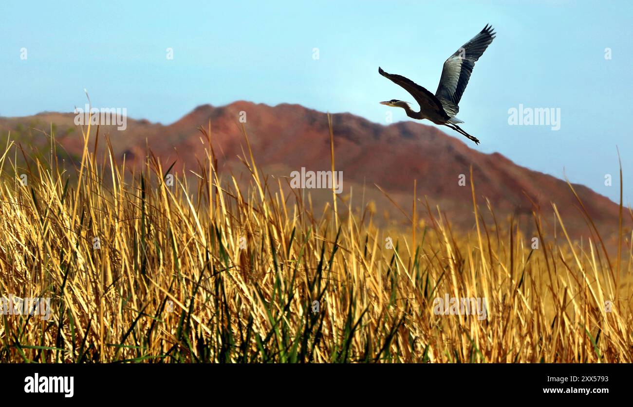 Ein großer Blaureiher fliegt von einem Teich über den Clark County Wetlands Park. Stockfoto