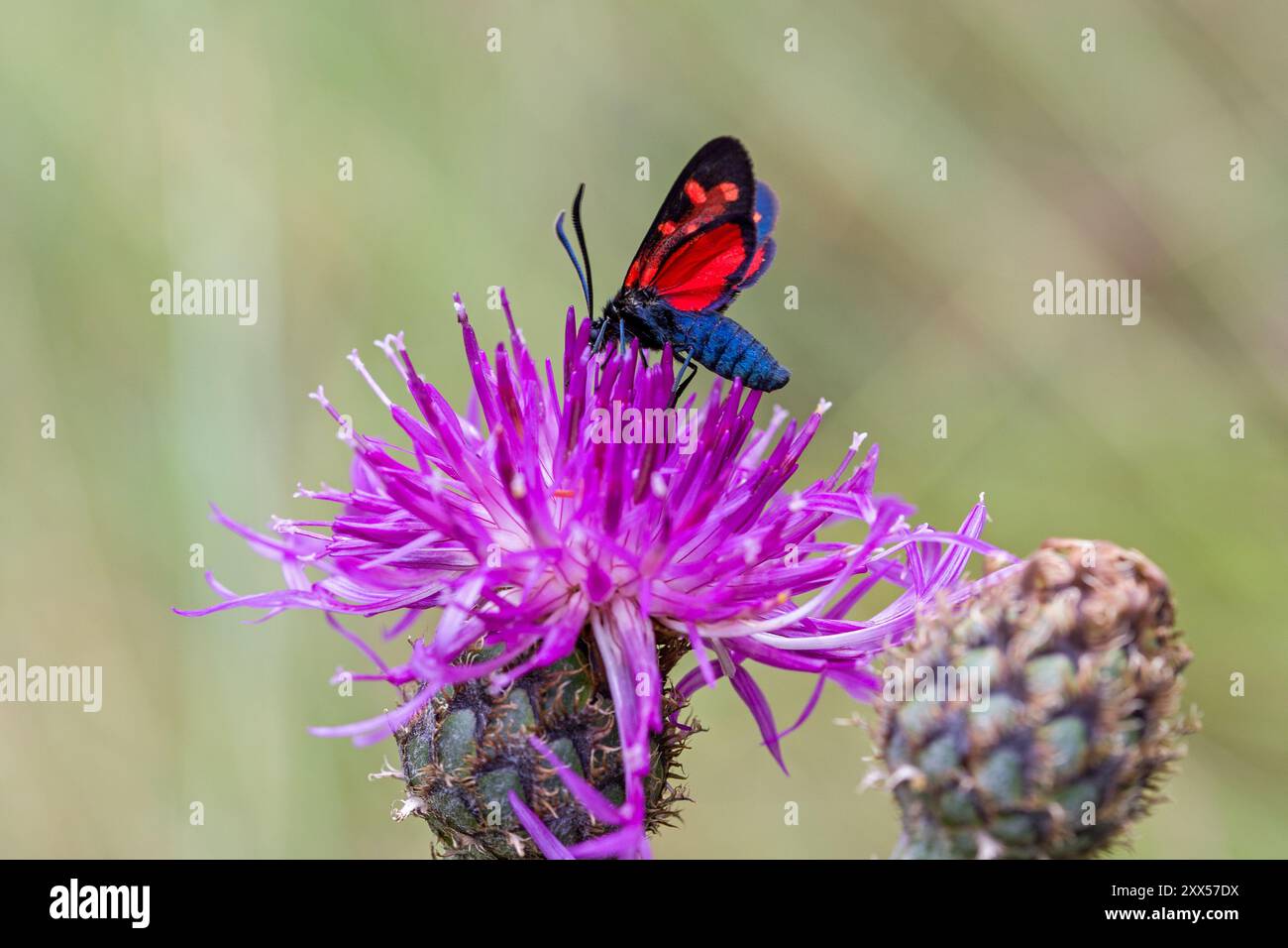 Eine schwarze rot gepunktete variable burnet-Motte auf einer rosa Distel mit einem grün verschwommenen Hintergrund Stockfoto