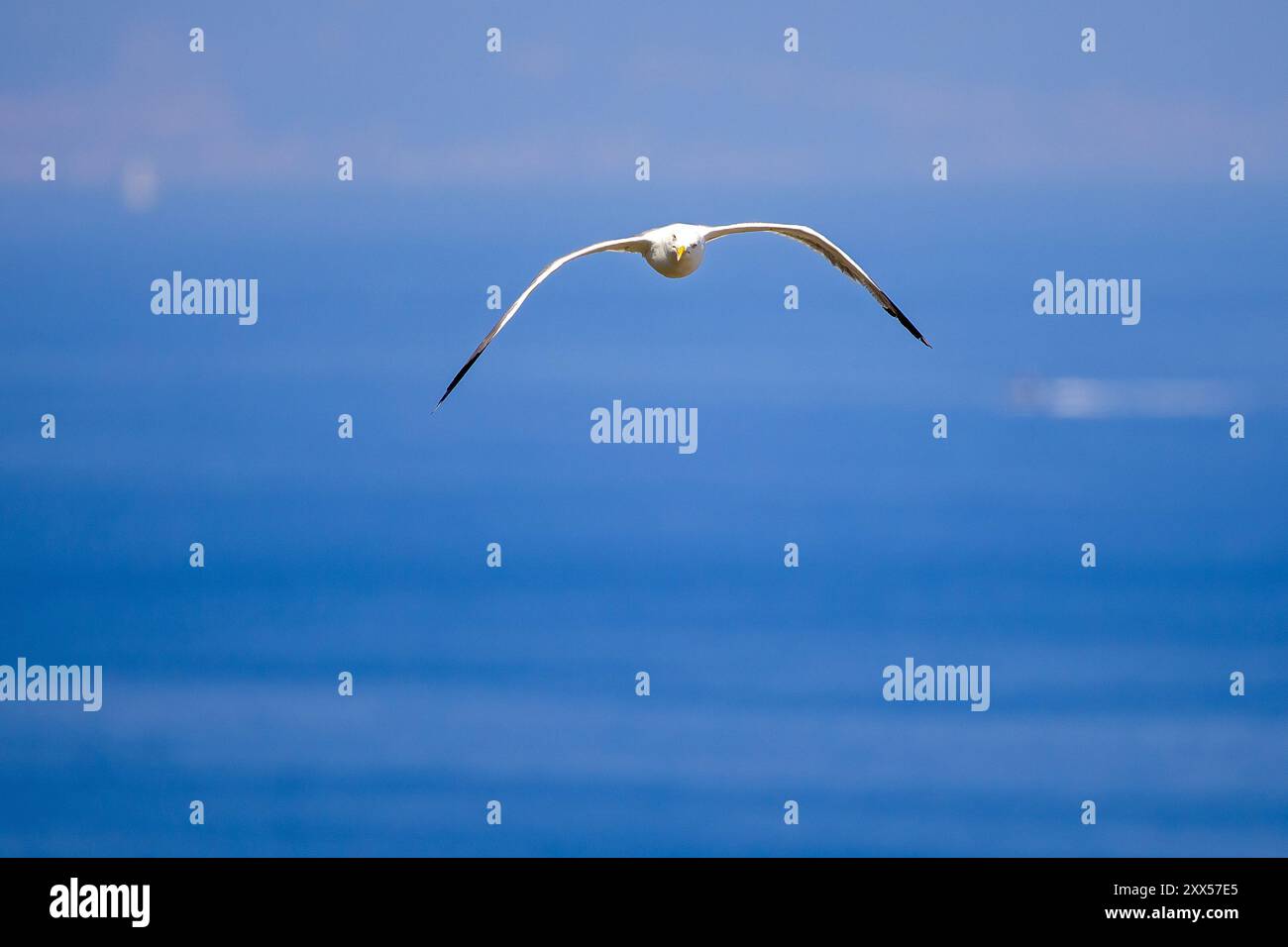 Auf Augenhöhe frontale Sicht einer Möwe mit gelbbeinigem Fliegen mit blauem, verschwommenem Hintergrund Stockfoto