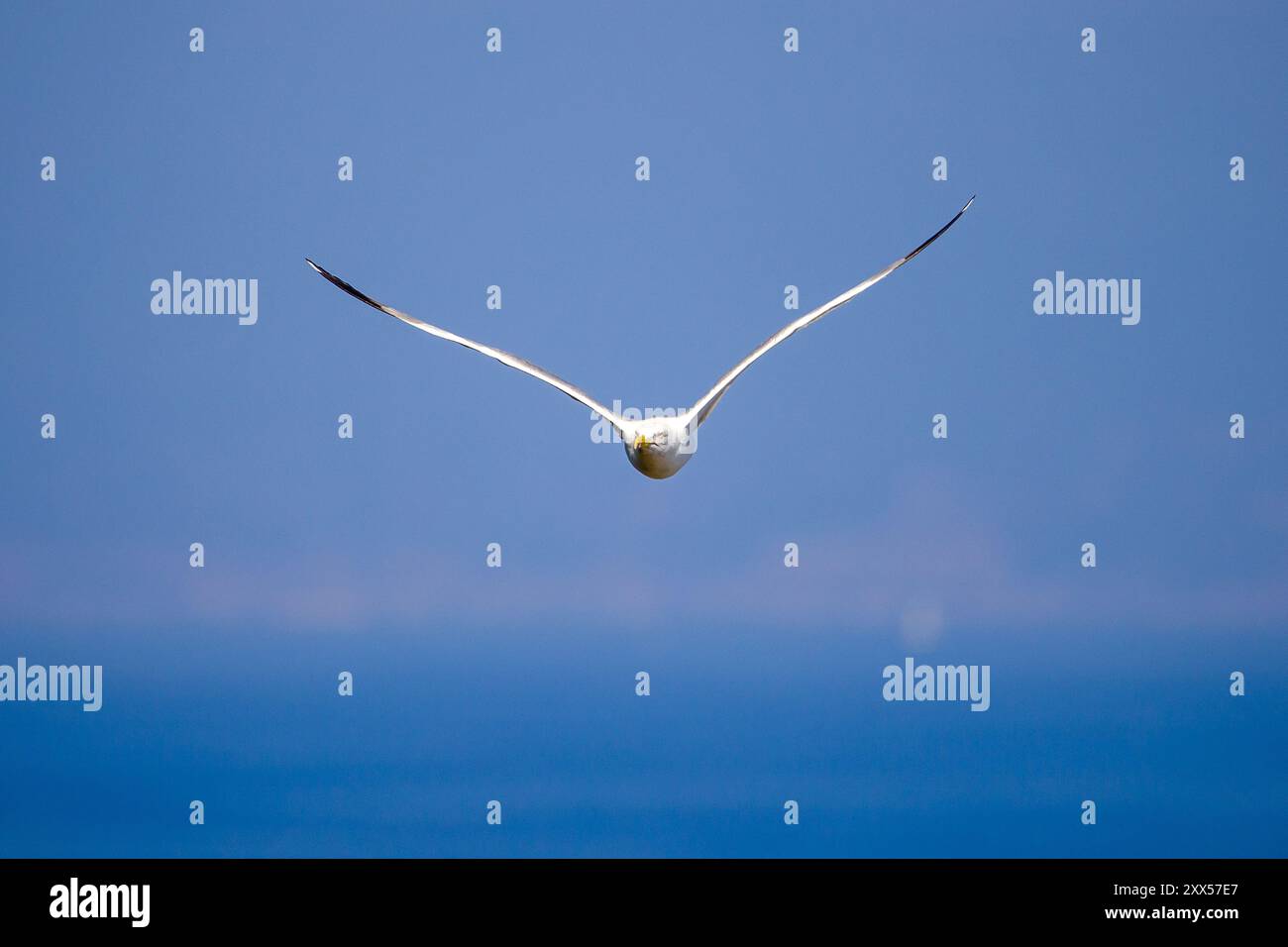 Auf Augenhöhe frontale Sicht einer Möwe mit gelbbeinigem Fliegen mit blauem, verschwommenem Hintergrund Stockfoto
