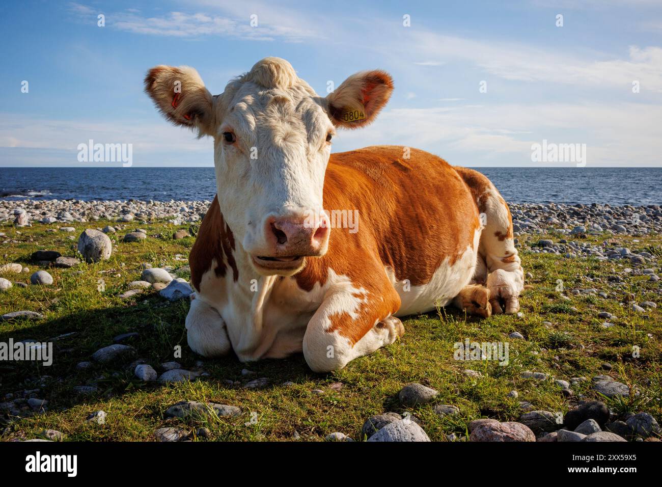 Eine Hereford-Kuh ruht friedlich am Kiesstrand von Jomfruland, einer Insel in Telemark, Norwegen. Freiweidende Kühe wie diese haben tendenziell geringere Umweltauswirkungen als industrielle Milchbetriebe. Beide tragen zwar zu Methanemissionen bei, aber freiweidende Kühe unterstützen die Biodiversität und die Gesundheit des Bodens mit natürlichen Weidemustern, die dazu beitragen, Kohlenstoff im Boden zu binden. Im Gegensatz dazu sind industrielle Milchbetriebe aufgrund von konzentrierten Futtermitteln, synthetischen Düngemitteln und energieintensiver Futtermittelproduktion mit höheren Emissionen verbunden. Nachhaltige Weidepraktiken können die Klimaauswirkungen mindern Stockfoto