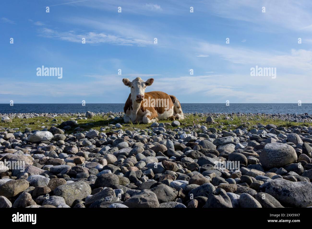 Eine Hereford-Kuh ruht friedlich am Kiesstrand von Jomfruland, einer Insel in Telemark, Norwegen. Freiweidende Kühe wie diese haben tendenziell geringere Umweltauswirkungen als industrielle Milchbetriebe. Beide tragen zwar zu Methanemissionen bei, aber freiweidende Kühe unterstützen die Biodiversität und die Gesundheit des Bodens mit natürlichen Weidemustern, die dazu beitragen, Kohlenstoff im Boden zu binden. Im Gegensatz dazu sind industrielle Milchbetriebe aufgrund von konzentrierten Futtermitteln, synthetischen Düngemitteln und energieintensiver Futtermittelproduktion mit höheren Emissionen verbunden. Nachhaltige Weidepraktiken können die Klimaauswirkungen mindern Stockfoto