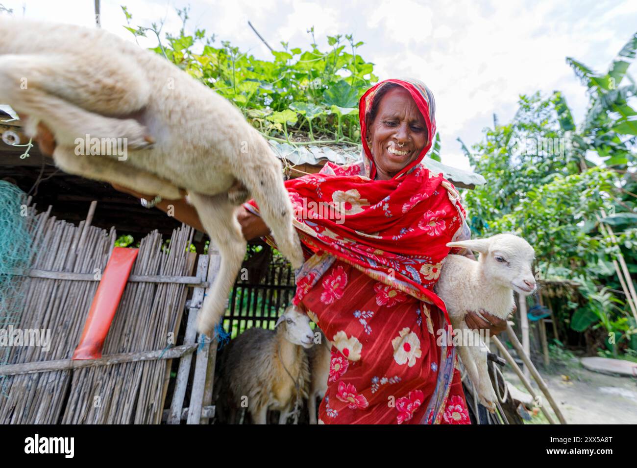 Mossamet Sakera Begum, Begünstigter des Übergangsfonds-Projekts, erfreut sich großer Erfolge in der Schafzucht. Freundschaft Klimaschutz gibt ausgewählten Nutzschafen, weil diese sich sehr schnell vermehren und weniger anfällig für Krankheiten sind als Ziegen. Sakera Begum hat ein Schaf und jetzt fünf. Sie hat auch Kühe (in einem gezüchteten Rinderstall, wie es die Freundschaftsratschläge geben). Stockfoto