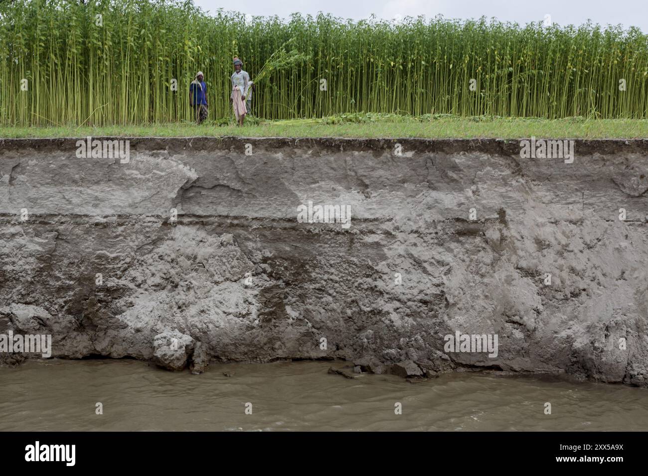 Bauern, die weiße Jute am Flussufer des Brahmaputra ernten. Die Erosion hat durch die letzten Überschwemmungen enorme Flächen an Land und Ernten weggespült. Stockfoto