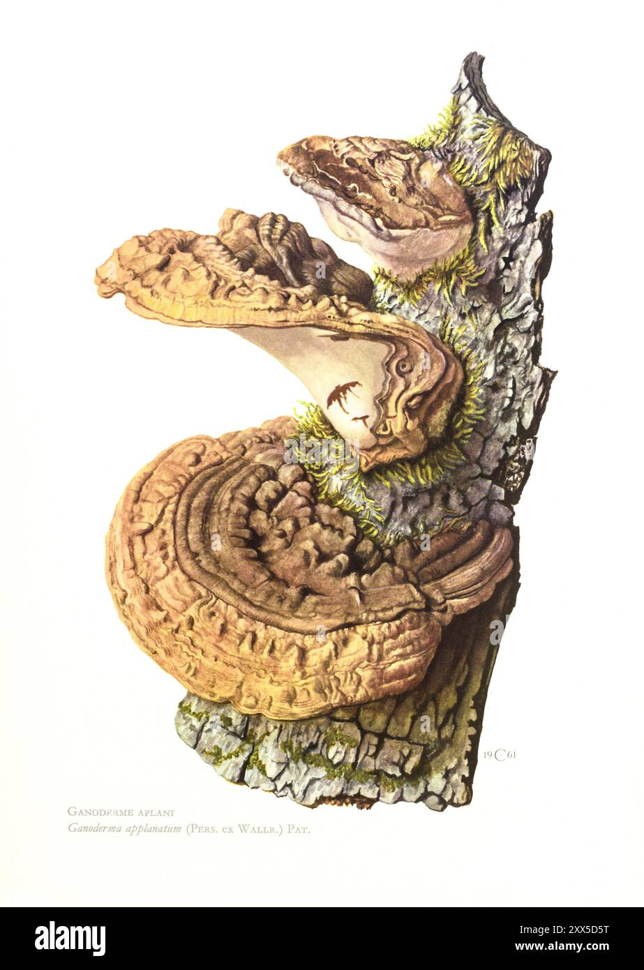 Illustration von Claus Caspari aus der Sammlung von Dokumenten d'Histoire Naturelle von Ganoderma applanatum Pilzen. Stockfoto