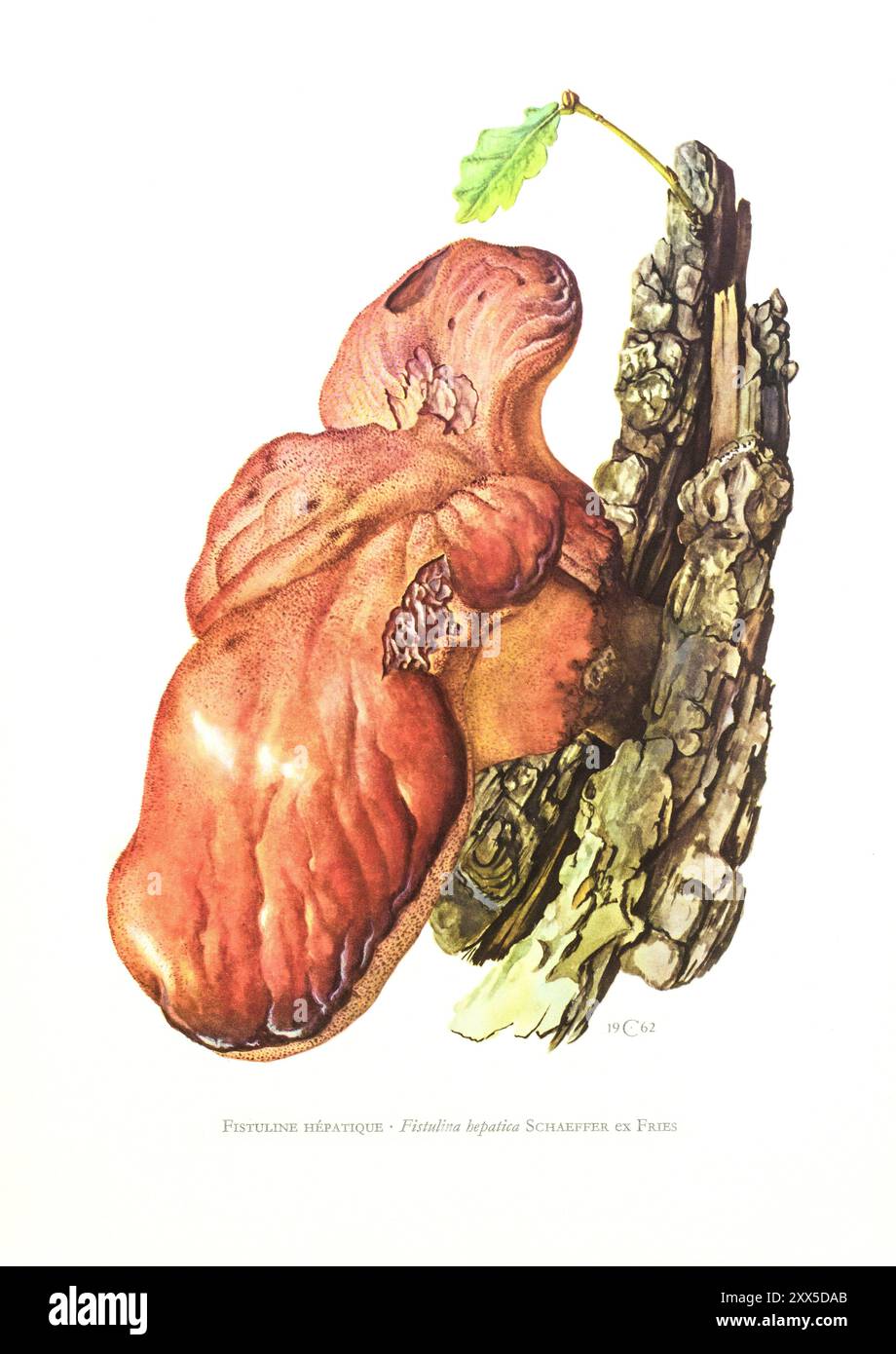 Illustration von Claus Caspari aus der 'Collection de Documents d'Histoire Naturelle' des Pilzes Fistulina hepatica. Stockfoto