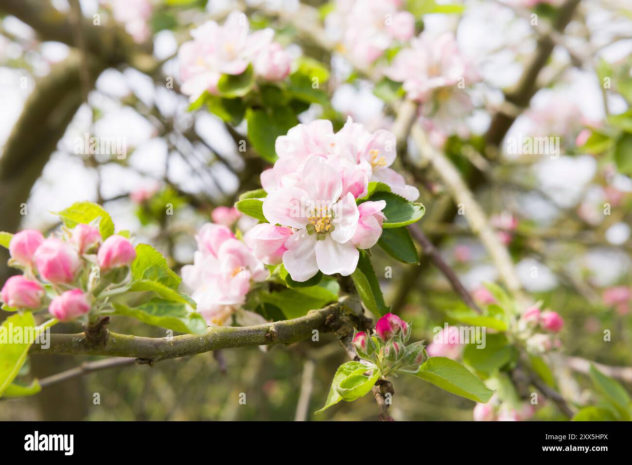 Detail der rosafarbenen und weißen Apfelblüte auf einem Apfelbaum, der im Frühjahr in einem britischen Garten blüht Stockfoto