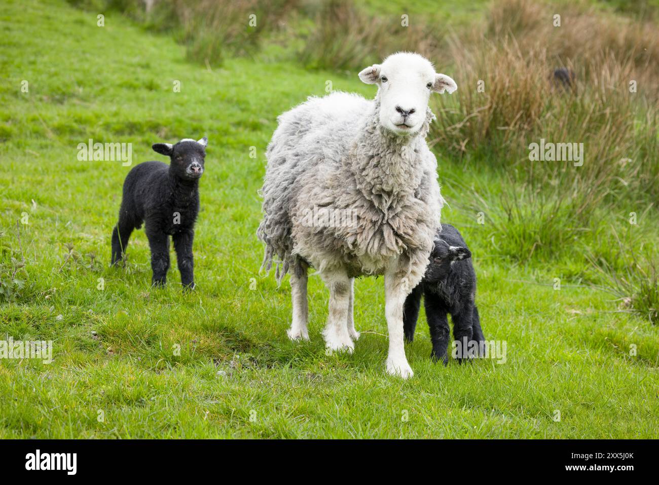 Weißes Herdwick-Schaf mit schwarzen Lämmern auf einem Feld in englischer Landschaft. Lake District, Cumbria, Großbritannien Stockfoto