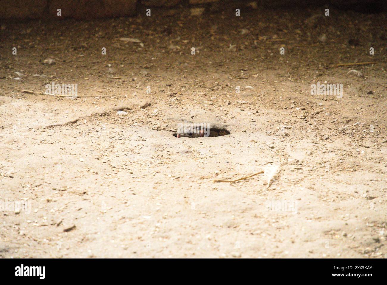 Curious Peek: Ratte taucht aus seinem verborgenen Loch auf Stockfoto