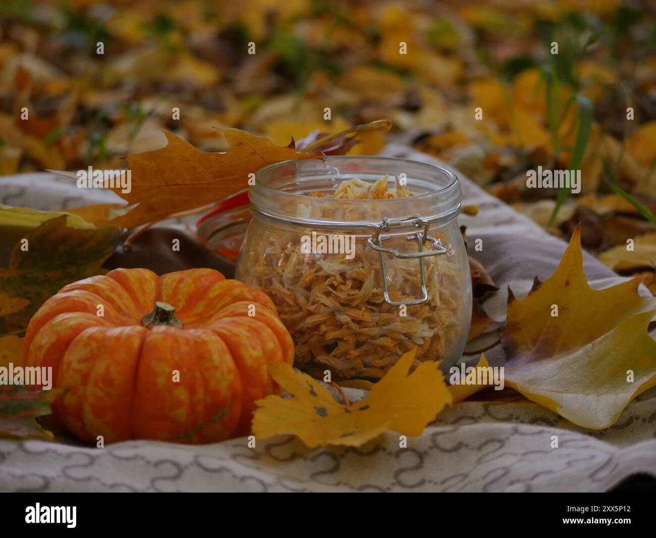 Design Herbst Stillleben im Freien Flatlay. Halloween-Picknickkonzept im Herbst. Kürbis, getrocknete Blüten in einem Glas und gelbes Blatt auf einer Decke auf t Stockfoto