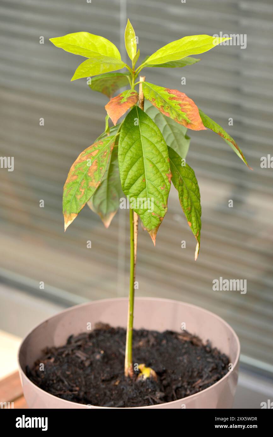 Die junge Avocado Persea americana-Pflanze wurde in Topf gepflanzt, mit kranken Blättern, die sich braun färben Stockfoto