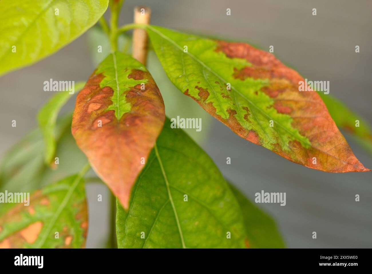 Kranke Avocado Persea americana Pflanze mit braunen Blättern Stockfoto