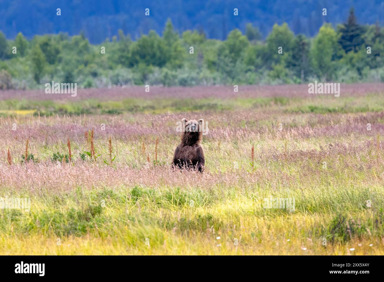 Coastal Brown Bear steht auf einer Wiese - Brown Bear Bay, Chinitna Bay, in der Nähe des Lake Clark National Park and Preserve, Alaska Stockfoto