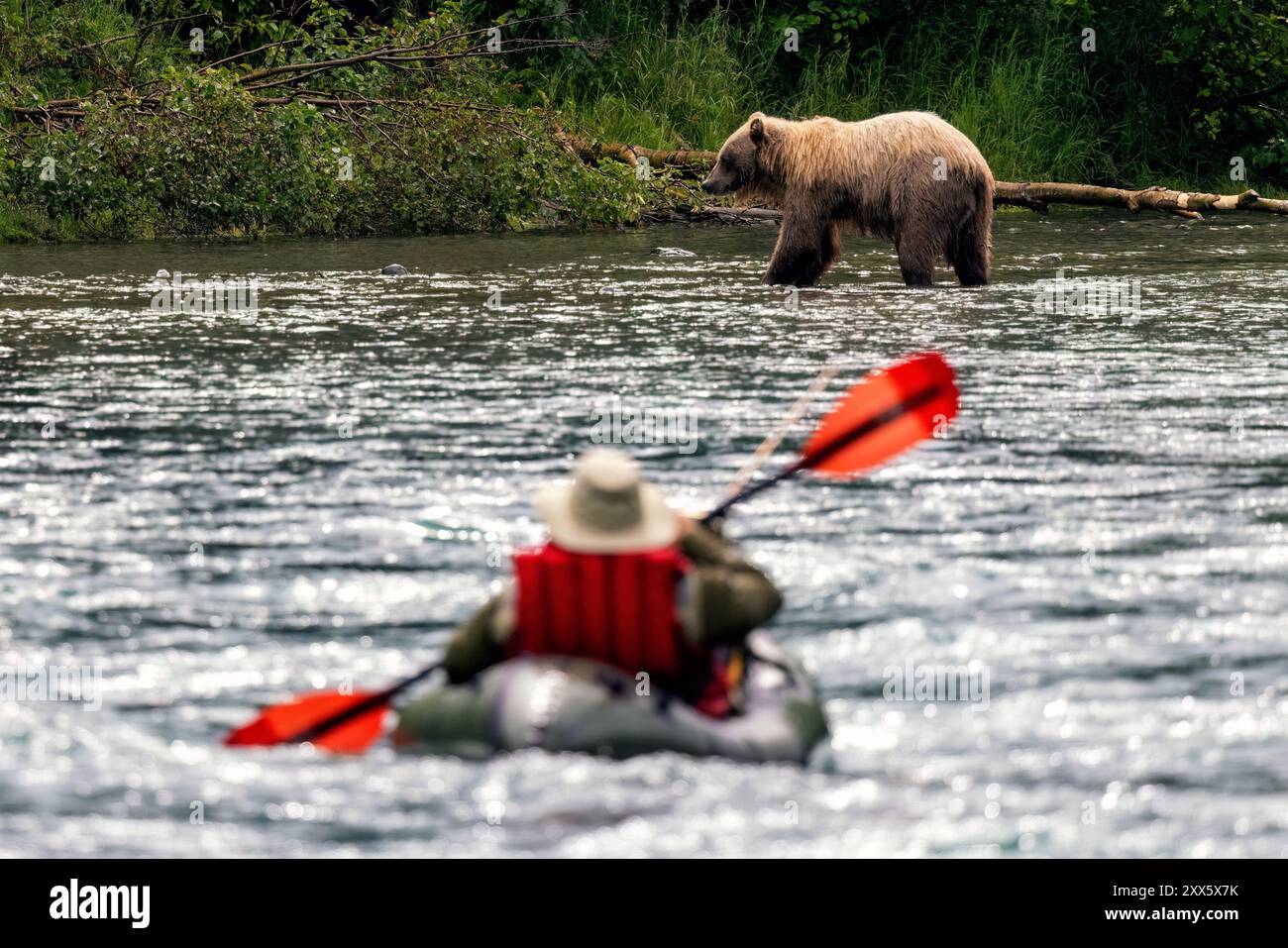 Packrafter beobachten die Küstenfischerei der Braunbären am Kenai River auf der Kenai-Halbinsel im südzentralen Alaska. Stockfoto