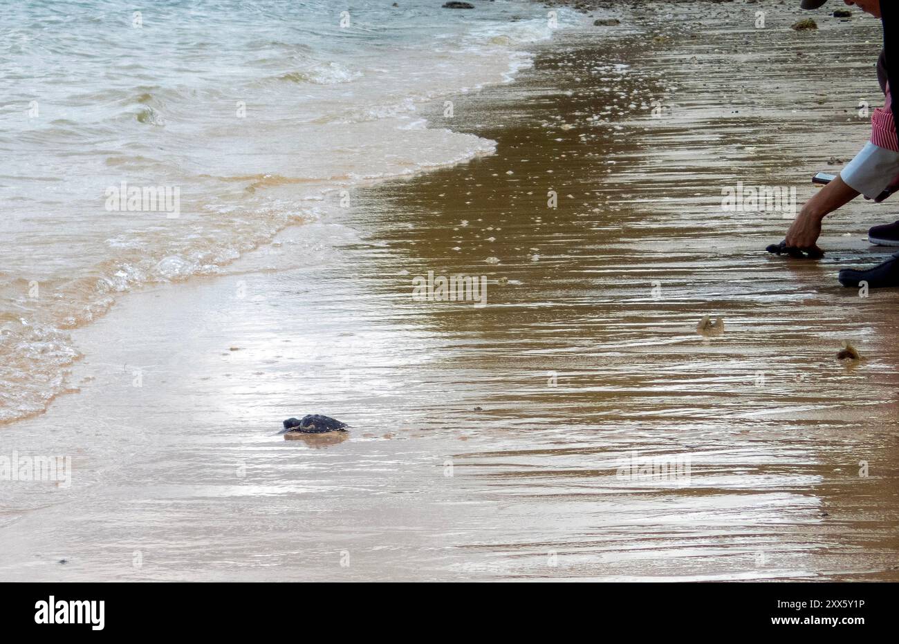 Die Meeresschildkröten schlüpfen ins Meer, nachdem sie von einem Besucher am Strand des Sea Turtle Conservation Center freigelassen wurden. Das Sea Turtle Conservation Center der Royal Thai Navy wurde gegründet, um vier Arten von Meeresschildkröten in Thailand zu schützen und zu erhalten: Die Lederschildkröte, die grüne Schildkröte, die Karettschildkröte und die Oliven-Ridley-Schildkröte, die alle vom Aussterben bedroht sind. Das Zentrum überwacht die Eiinkubation, hält Meeresschildkröten in ihren frühen Stadien und lässt sie dann wieder in die Wildnis zurück. Stockfoto