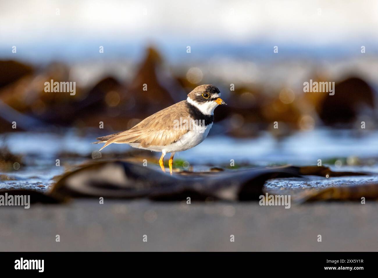 Halbpalmierter Plover (Charadrius semipalmatus) am Bishop's Beach - Homer, Alaska Stockfoto