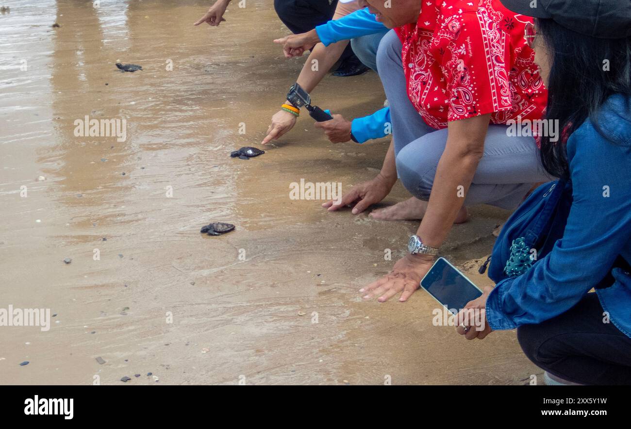 Meeresschildkröten schlüpfen ins Meer, nachdem sie von einem Besucher am Strand des Sea Turtle Conservation Center freigelassen wurden. Das Sea Turtle Conservation Center der Royal Thai Navy wurde gegründet, um vier Arten von Meeresschildkröten in Thailand zu schützen und zu erhalten: Die Lederschildkröte, die grüne Schildkröte, die Karettschildkröte und die Oliven-Ridley-Schildkröte, die alle vom Aussterben bedroht sind. Das Zentrum überwacht die Eiinkubation, hält Meeresschildkröten in ihren frühen Stadien und lässt sie dann wieder in die Wildnis zurück. Stockfoto