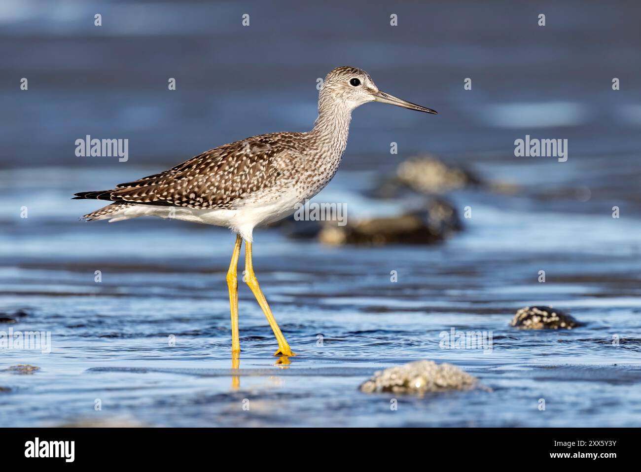 Greater Yellowlegs (Tringa melanoleuca) am Bishop's Beach - Homer, Alaska Stockfoto