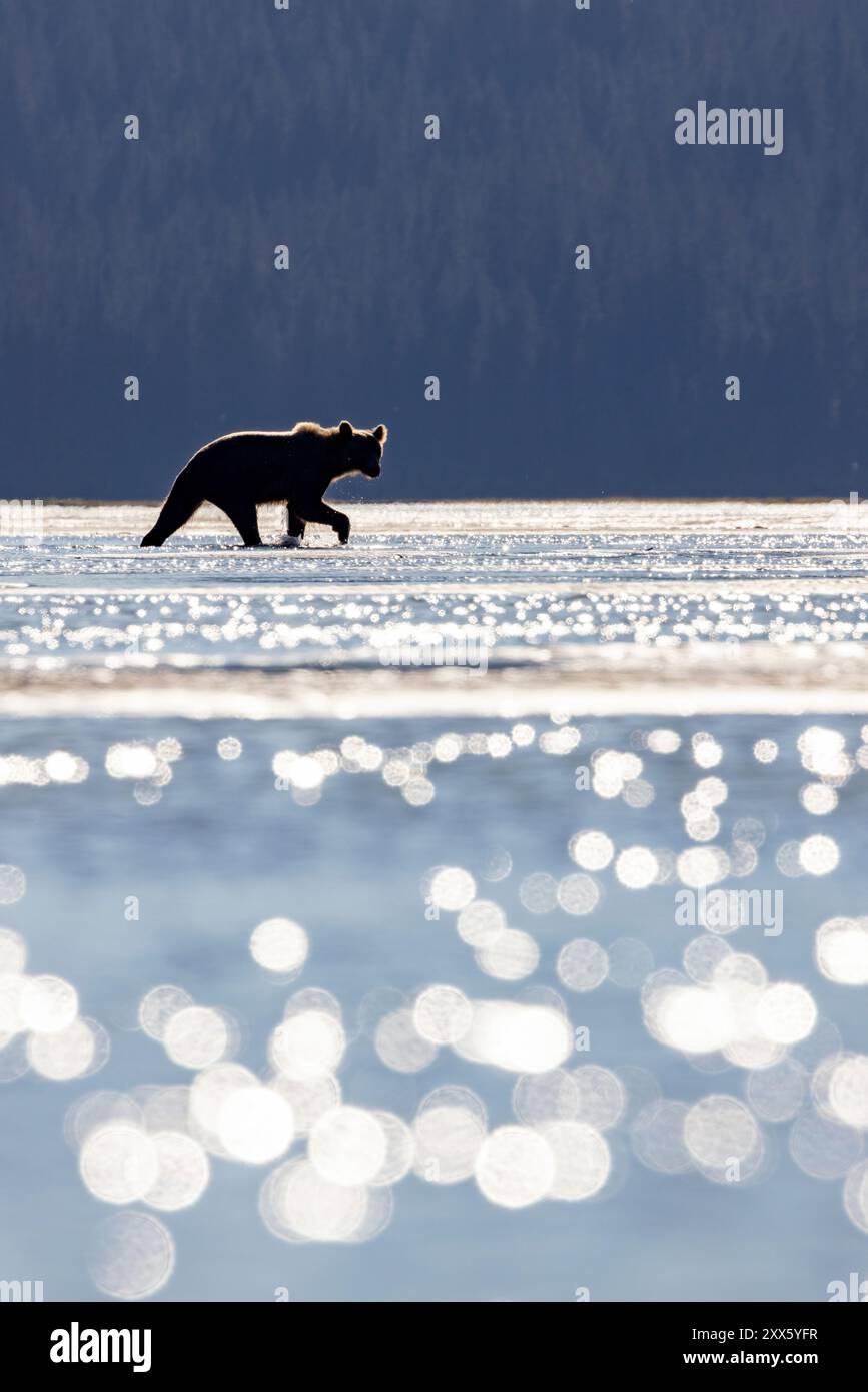 Rimlit Coastal Brown Bear Walking in den Wattenmeeren - Brown Bear Bay, Chinitna Bay, in der Nähe des Lake Clark National Park and Preserve, Alaska Stockfoto