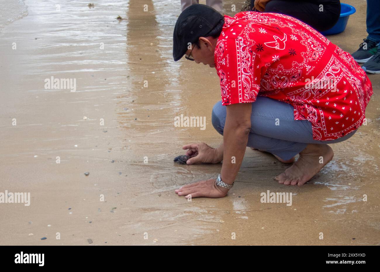 Chonburi, Thailand. August 2024. Ein Besucher sah, wie er am Strand des Sea Turtle Conservation Center Meeresschildkröten-Schlüpflinge wieder ins Meer brachte. Das Sea Turtle Conservation Center der Royal Thai Navy wurde gegründet, um vier Arten von Meeresschildkröten in Thailand zu schützen und zu erhalten: Die Lederschildkröte, die grüne Schildkröte, die Karettschildkröte und die Oliven-Ridley-Schildkröte, die alle vom Aussterben bedroht sind. Das Zentrum überwacht die Eiinkubation, hält Meeresschildkröten in ihren frühen Stadien und lässt sie dann wieder in die Wildnis zurück. (Bild: © Pongmanat Ta Stockfoto