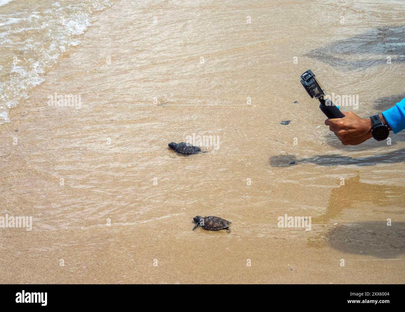 Chonburi, Thailand. August 2024. Ein Besucher fotografiert Meeresschildkröten-Schlüpflinge, die im Strandbereich des Sea Turtle Conservation Center wieder ins Meer gebracht wurden. Das Sea Turtle Conservation Center der Royal Thai Navy wurde gegründet, um vier Arten von Meeresschildkröten in Thailand zu schützen und zu erhalten: Die Lederschildkröte, die grüne Schildkröte, die Karettschildkröte und die Oliven-Ridley-Schildkröte, die alle vom Aussterben bedroht sind. Das Zentrum überwacht die Eiinkubation, hält Meeresschildkröten in ihren frühen Stadien und lässt sie dann wieder in die Wildnis zurück. (Cr Stockfoto