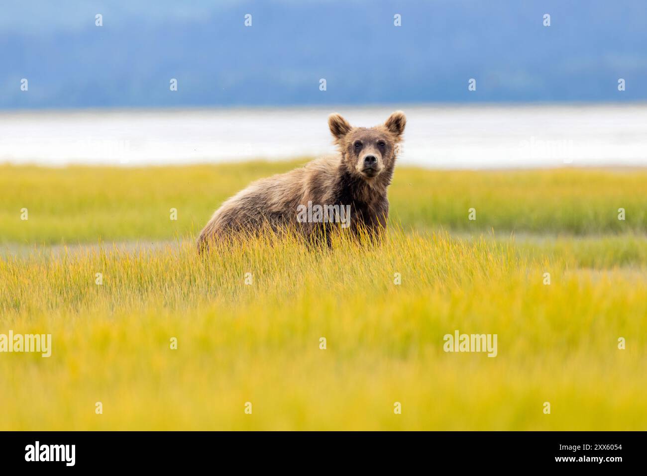 Coastal Brown Bear Cub - Brown Bear Bay, Chinitna Bay, in der Nähe des Lake Clark National Park and Preserve, Alaska Stockfoto