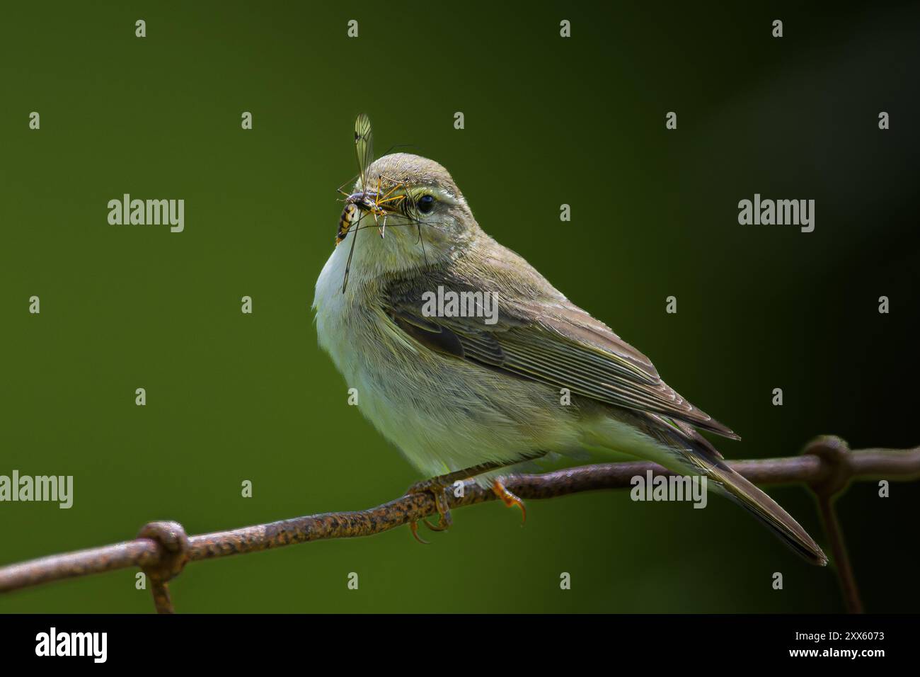 Rattenfänger mit Insekten in der Schüssel (Ficedula hypoleuca) Stockfoto