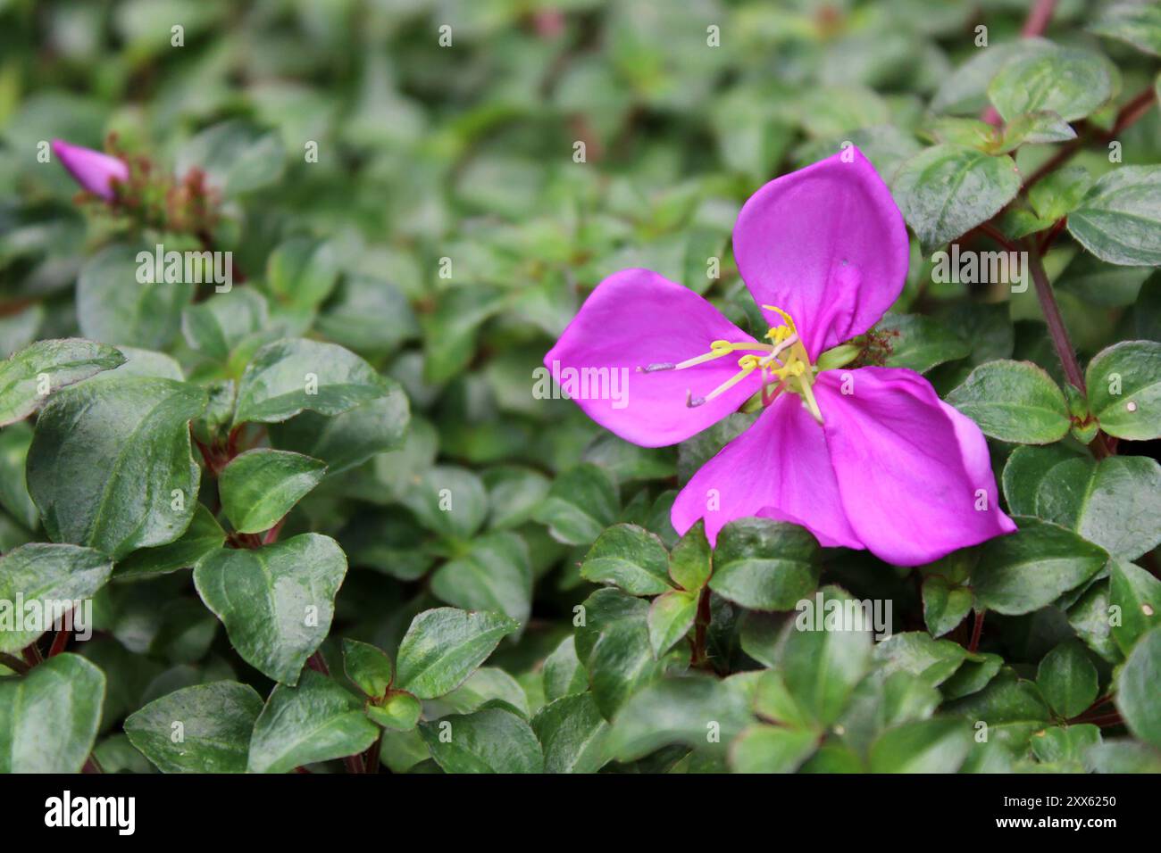 Eine lila Blume im Gras Stockfoto