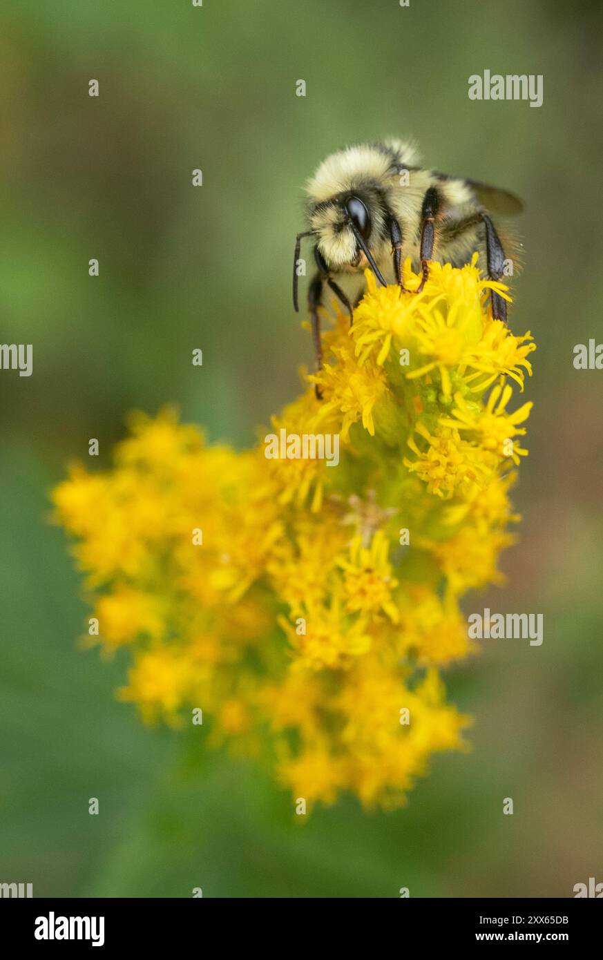 Zweiförmige Hummel, Bombus bifarius (vancouverensis), männliche Futtersuche in Goldenrod-Blüten, Mt. Adams, Washington Stockfoto