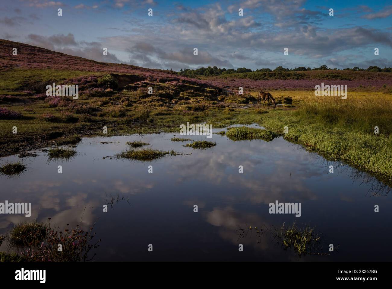 Sommerszenen aus dem New Forest Stockfoto