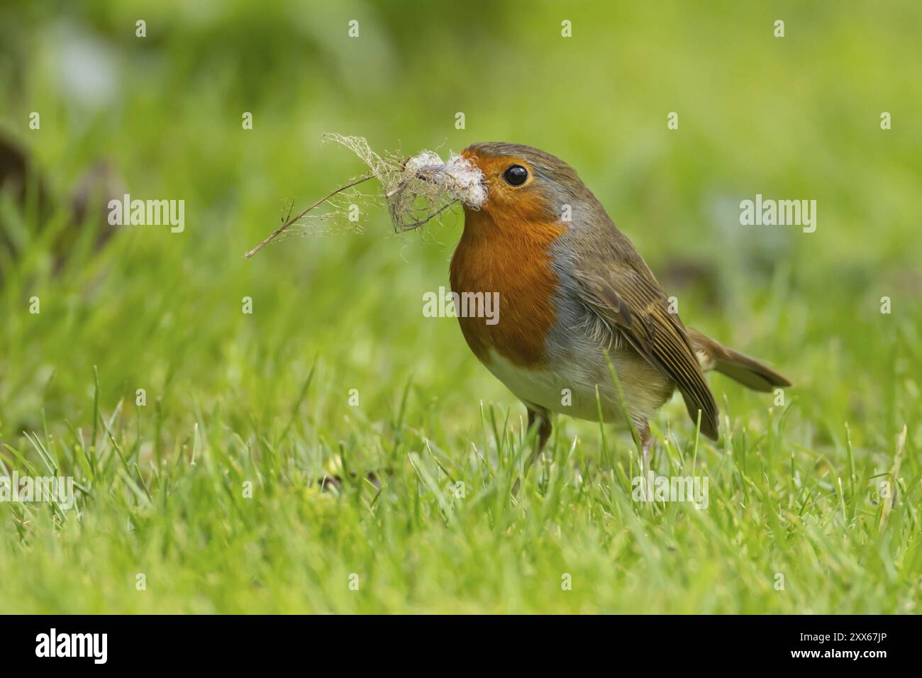 Europäischer robin (Erithacus rubecula) ausgewachsener Vogel mit Nistmaterial im Schnabel auf einem Gartenrasen im Frühjahr, Suffolk, England, Vereinigtes Königreich, E Stockfoto