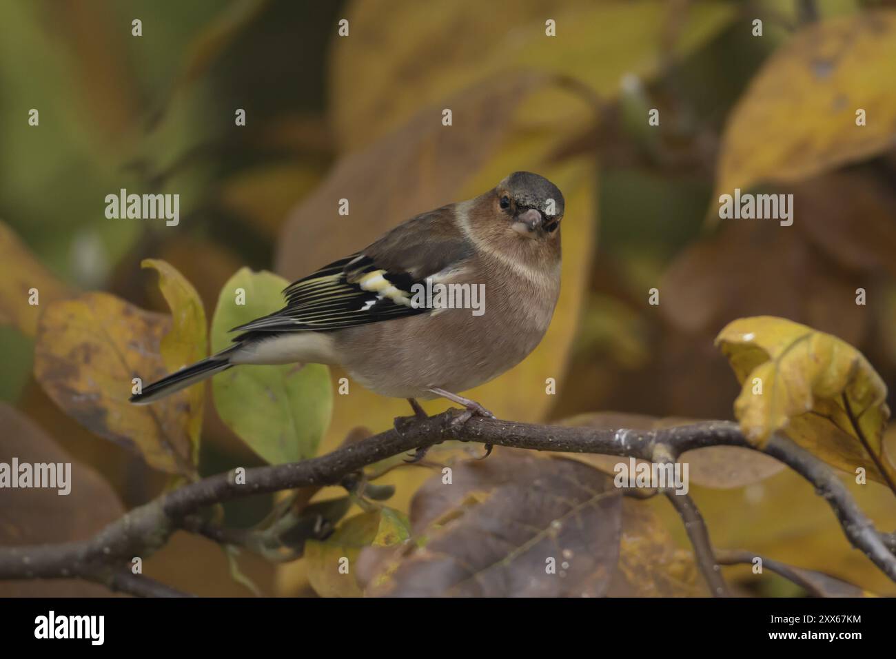 Eurasischer Buchhalm (Fringilla coelebs) ausgewachsener Vogel zwischen herbstlichen Blättern eines Gartenbaumes Magnolienbaum im Herbst, Suffolk, England, Vereinigtes Königreich, E Stockfoto