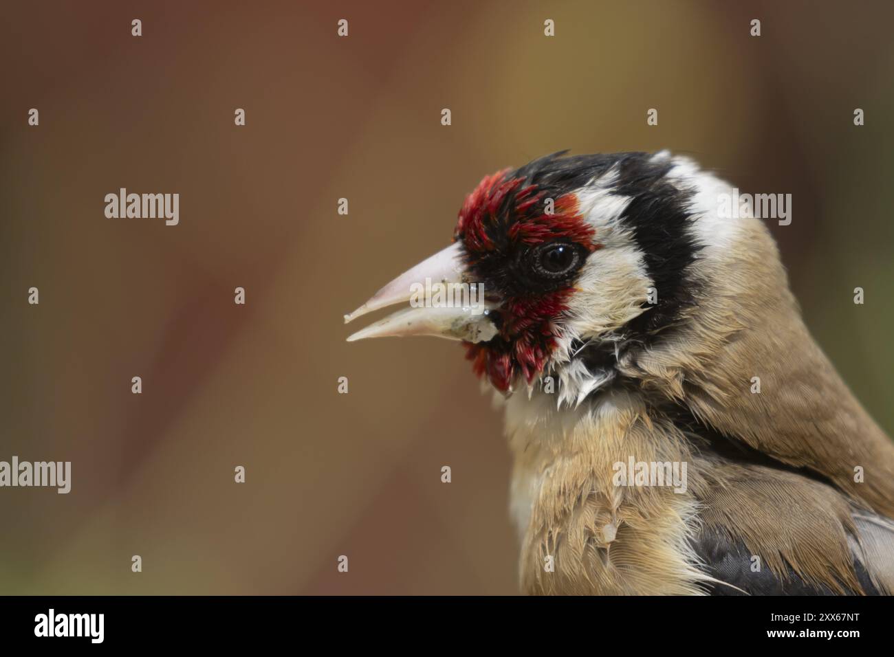 Europäischer Goldfink (Carduelis carduelis) Erwachsener Vogelkopf Porträt im Sommer, Suffolk, England, Vereinigtes Königreich, Europa Stockfoto