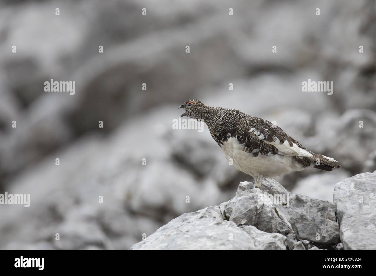 Felsenschneehuhn, Lagopus muta Stockfoto