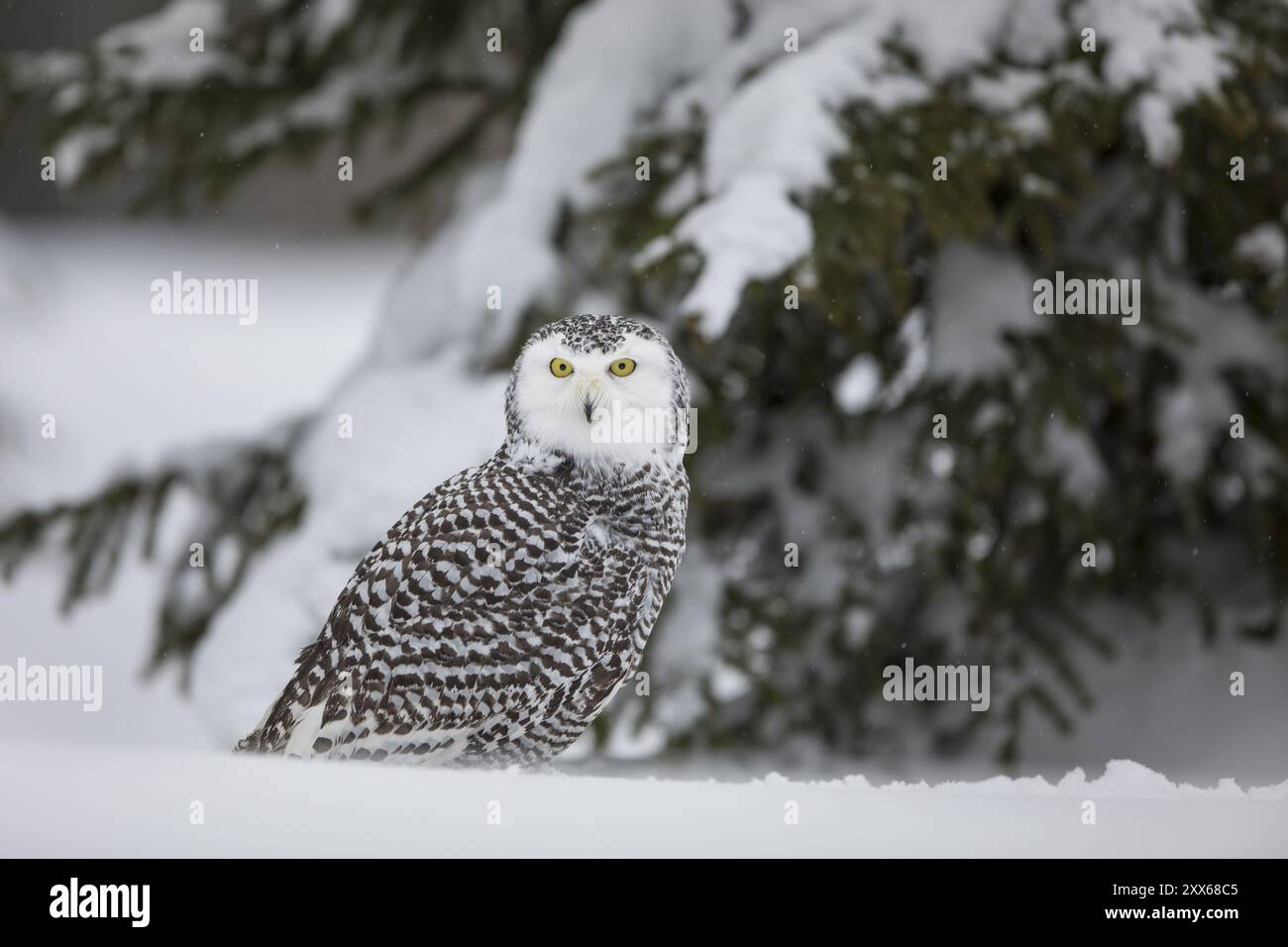 Snowy Owl, Bubo scandiacus Stockfoto