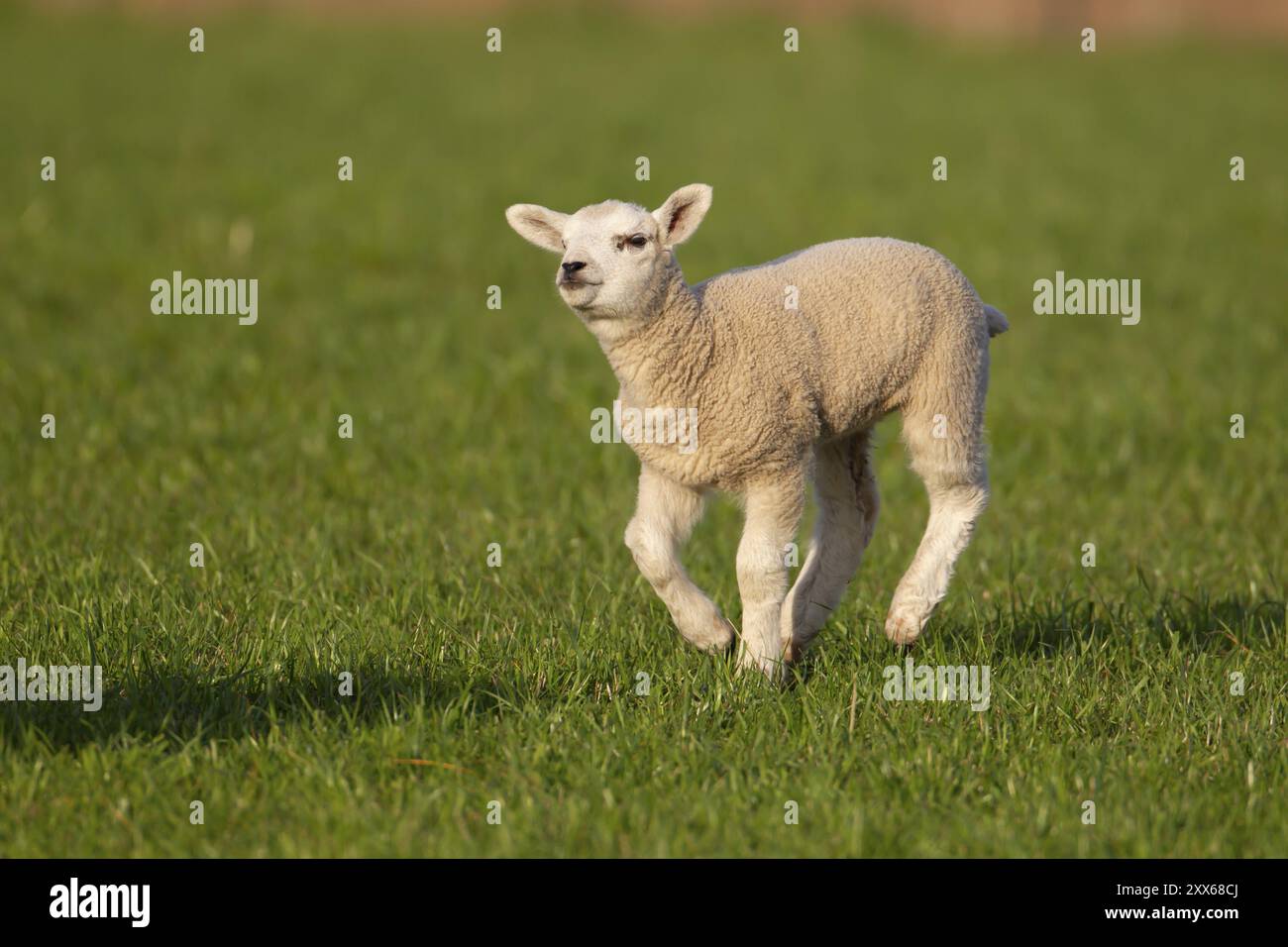 Hausschafe (Ovis aries) Junglammbabys Nutztiere, die auf einem Grasfeld laufen, England, Vereinigtes Königreich, Europa Stockfoto