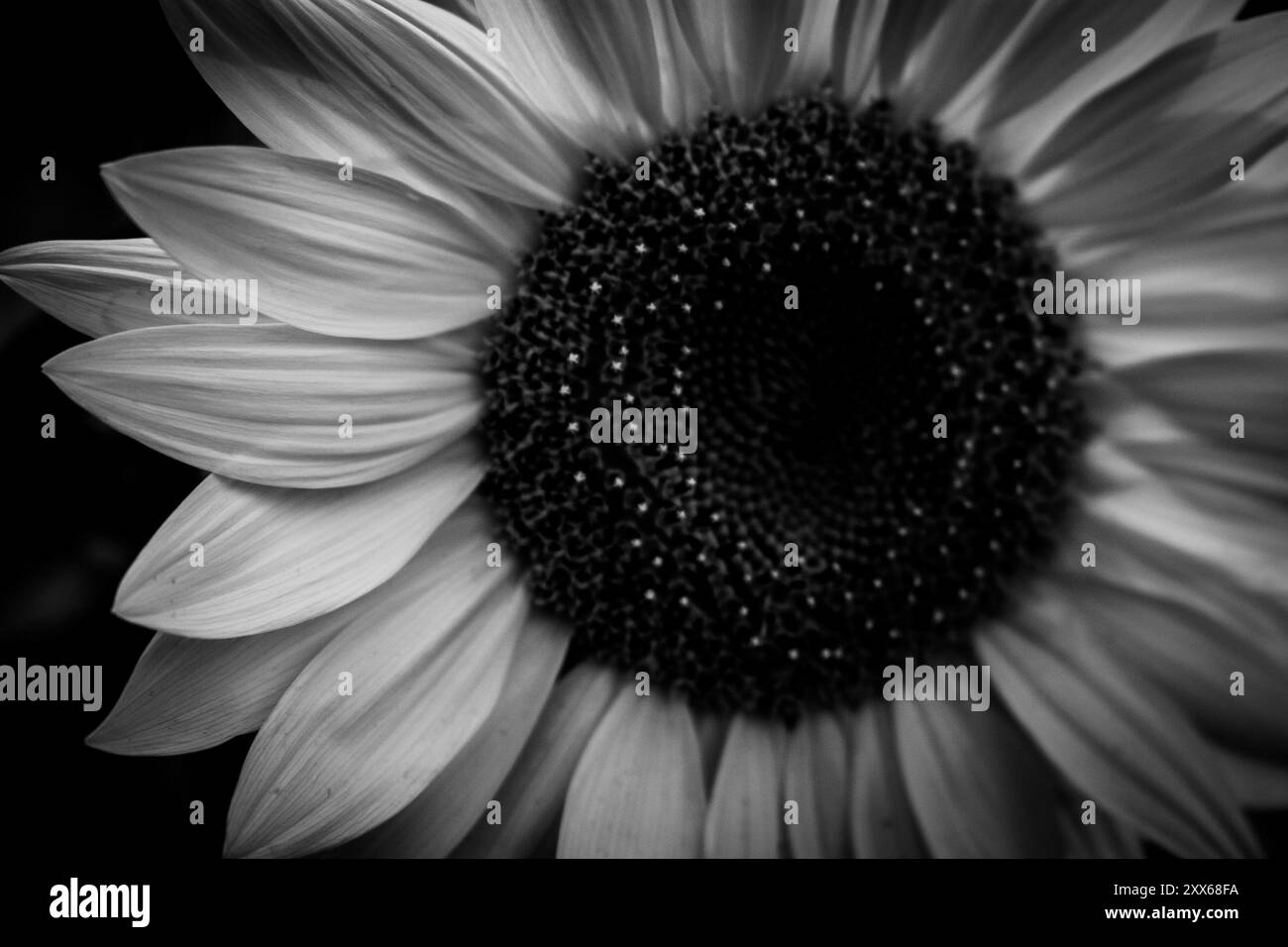 Schwarz-weiße Sonnenblume Nahaufnahme Stockfoto