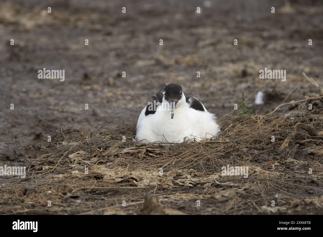 Pied Avocet (Recurvirostra avosetta) erwachsener Vogel, der auf seinem Nest sitzt, Norfolk, England, Vereinigtes Königreich, Europa Stockfoto